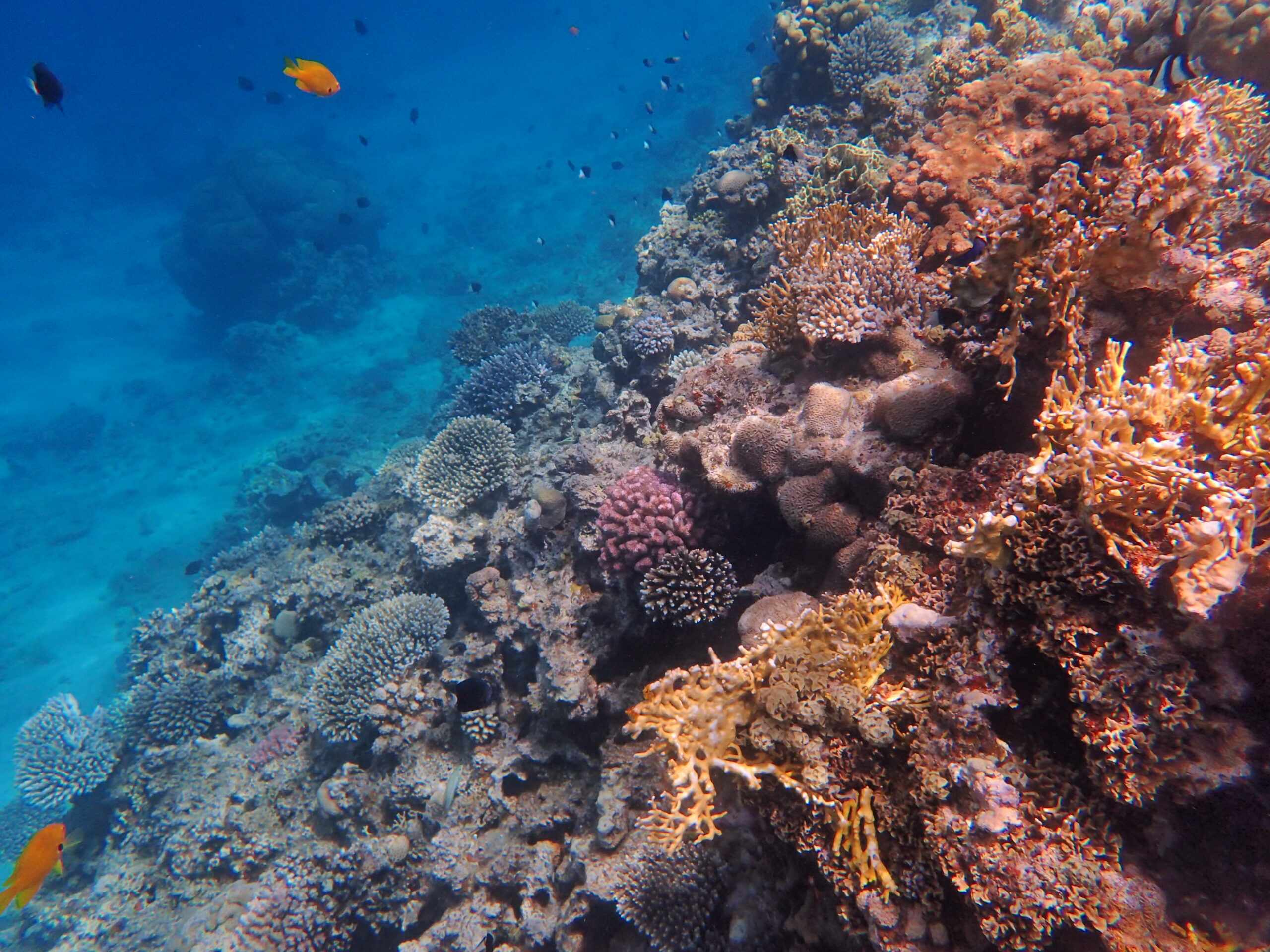 Barracuda Reef