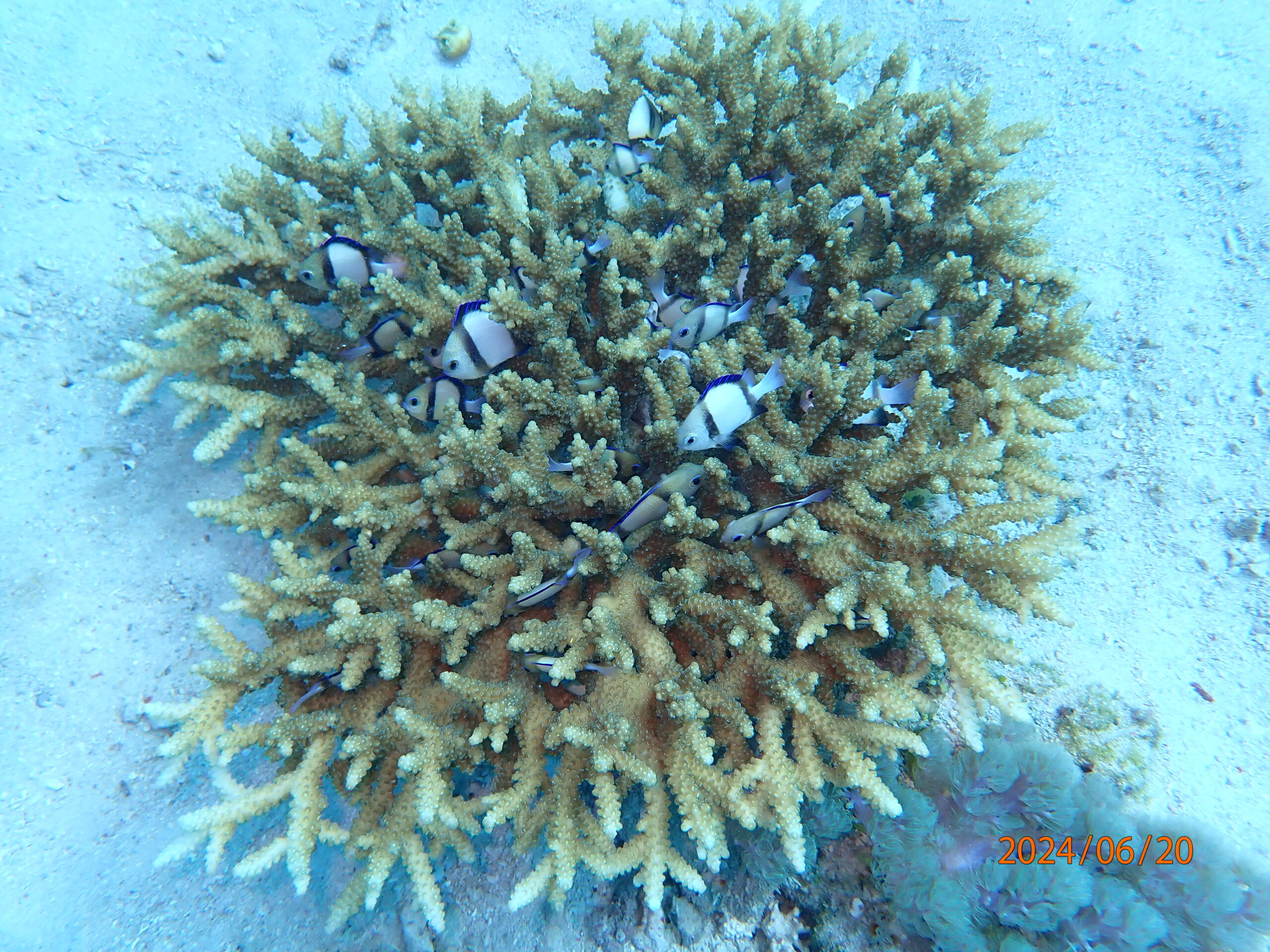 Abbas Reef
