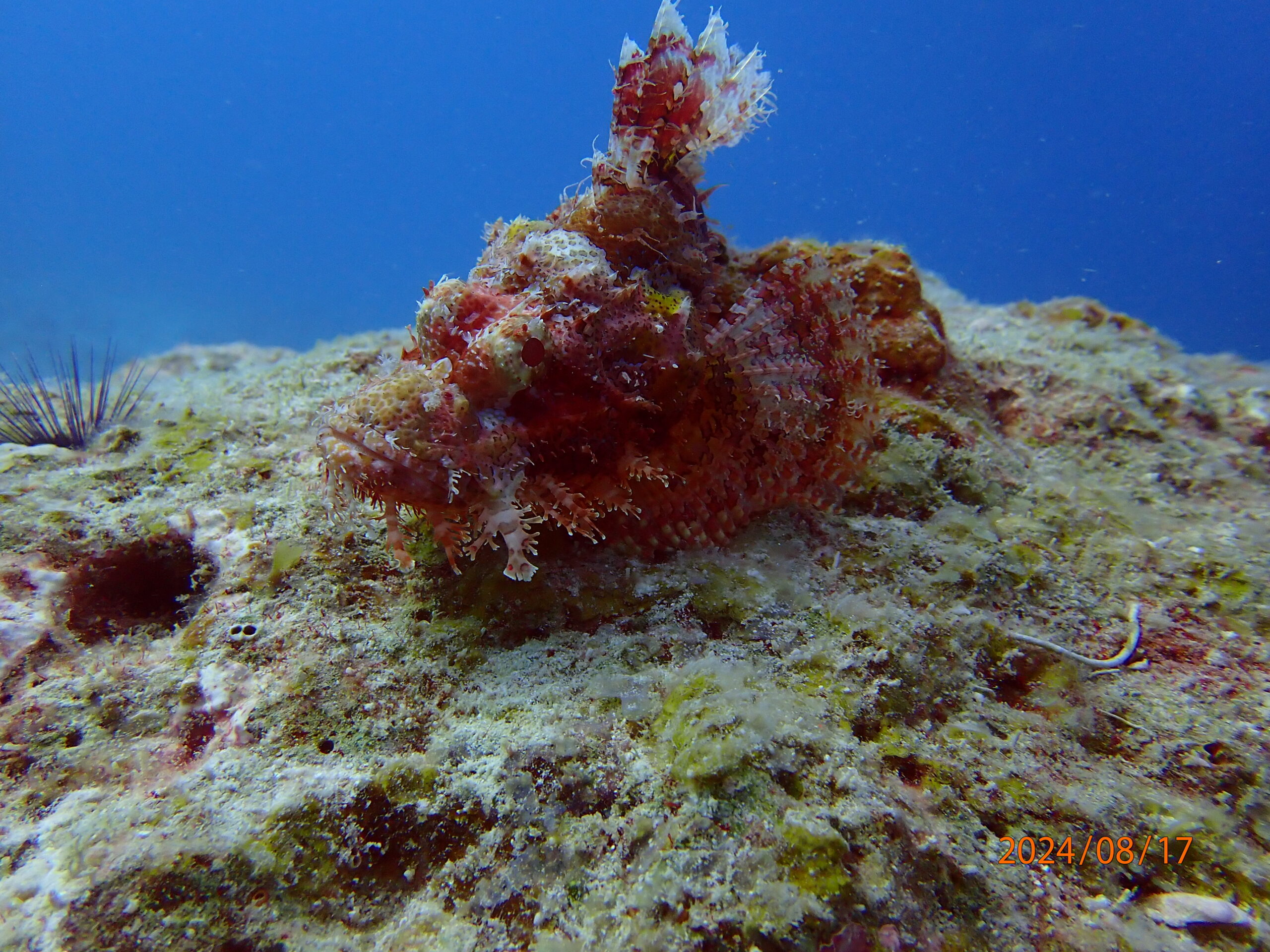 Frank Reef