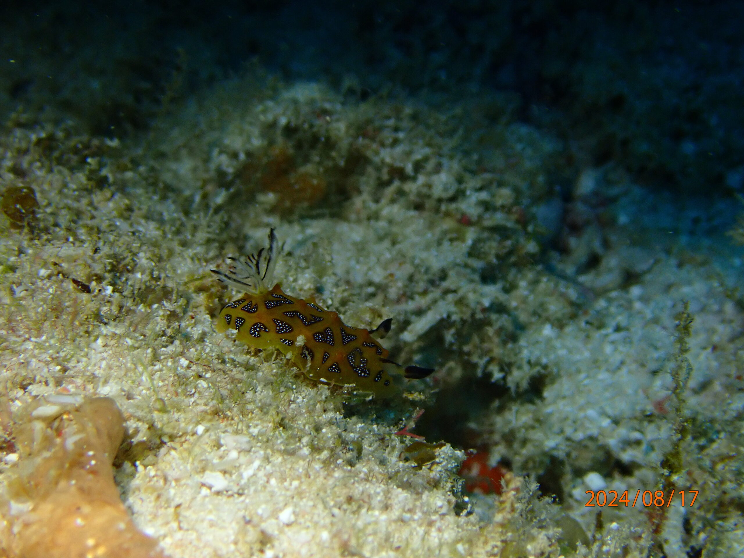 Coral Garden