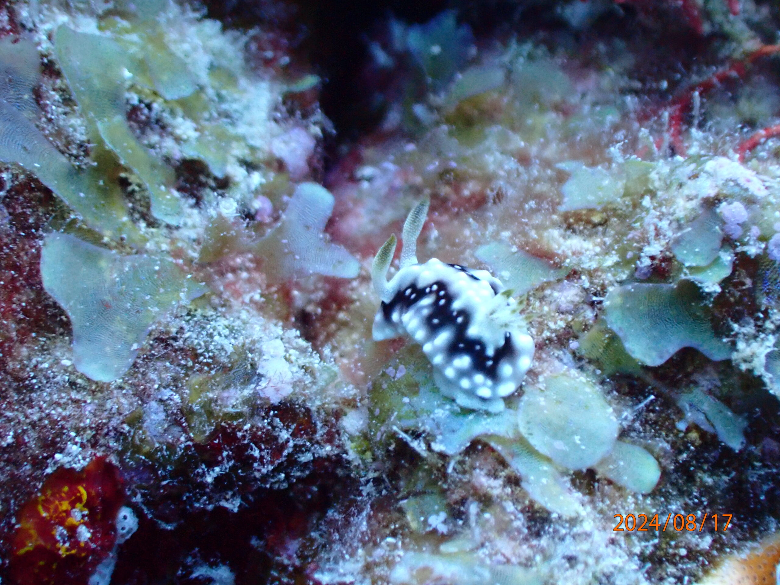 Anemona City (House Reef)